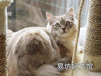 十大名贵猫(十大名贵猫排名)