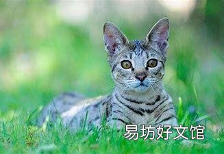 十大名贵猫(十大名贵猫排名)