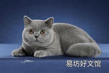 十大名贵猫(十大名贵猫排名)