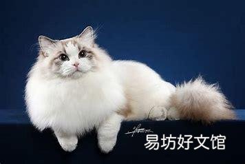 十大名贵猫(十大名贵猫排名)