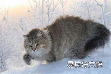 十大名贵猫(十大名贵猫排名)
