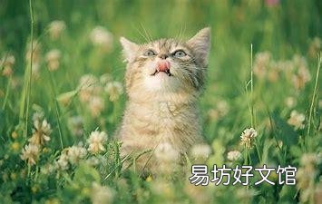 十大名贵猫(十大名贵猫排名)
