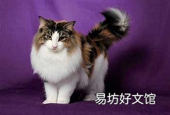 十大名贵猫(十大名贵猫排名)