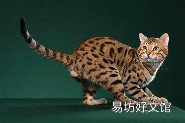 十大名贵猫(十大名贵猫排名)