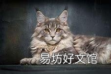 十大名贵猫(十大名贵猫排名)