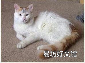 十大名贵猫(十大名贵猫排名)