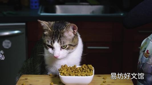 猫可以吃牛肉吗(宠物猫可以吃牛肉吗)