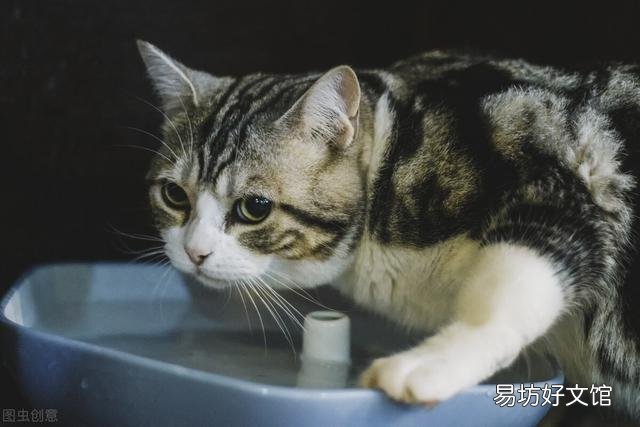 猫大便干硬一粒一粒(猫大便干硬一粒一粒黑色)
