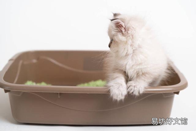 猫大便干硬一粒一粒(猫大便干硬一粒一粒黑色)