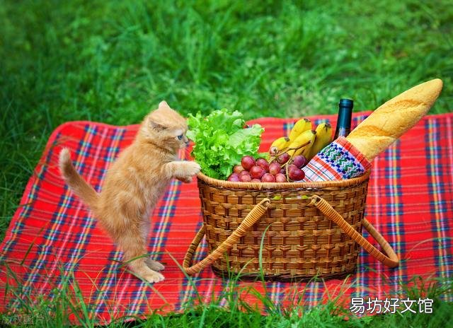 猫能吃香蕉吗(宠物猫能吃香蕉吗)