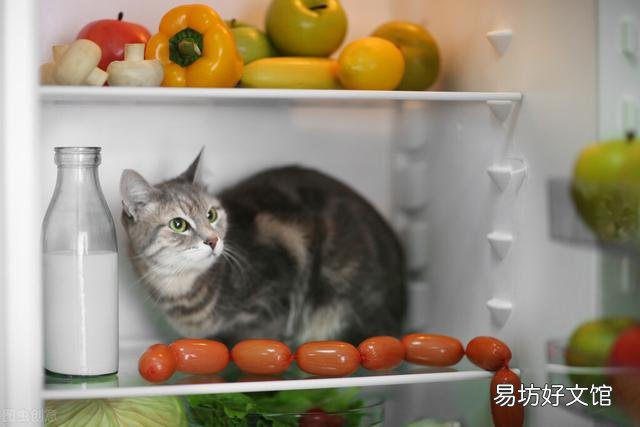 猫能吃香蕉吗(宠物猫能吃香蕉吗)