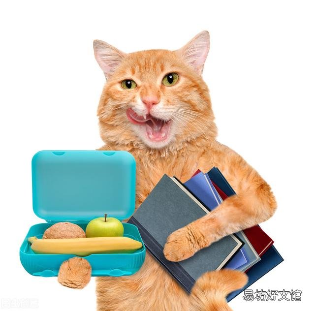猫能吃香蕉吗(宠物猫能吃香蕉吗)