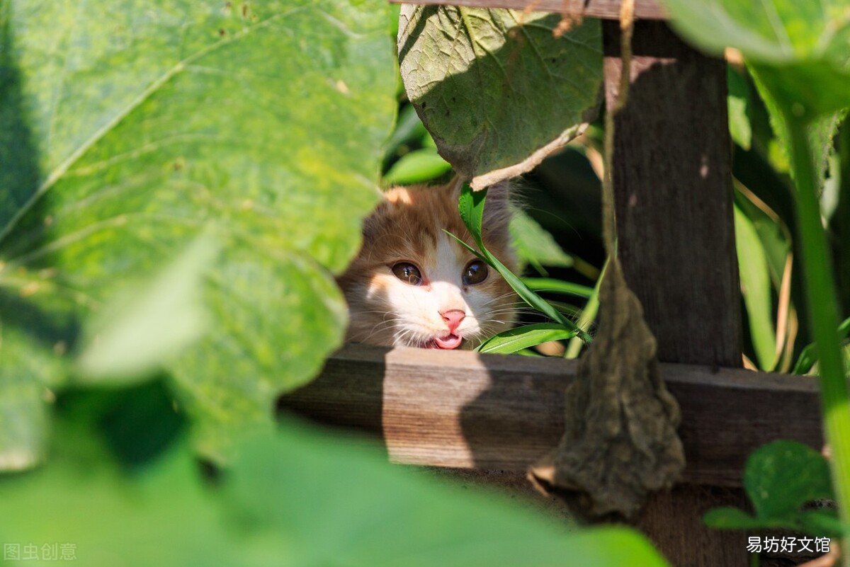 猫咪发情了怎么办(猫发情怎么办)