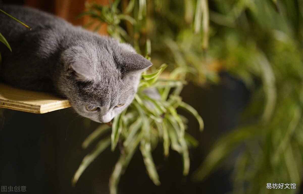 猫咪发情了怎么办(猫发情怎么办)