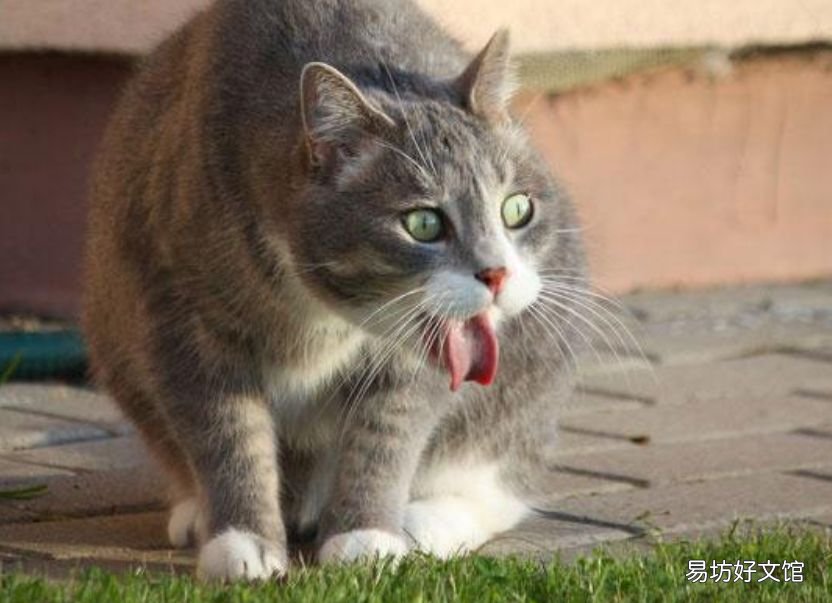 猫咪肚子一直咕咕叫(猫咪肚子一直咕咕叫是为什么)