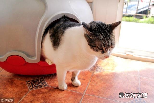 猫砂盆放哪里比较好(猫砂盆放哪里比较好散味快)