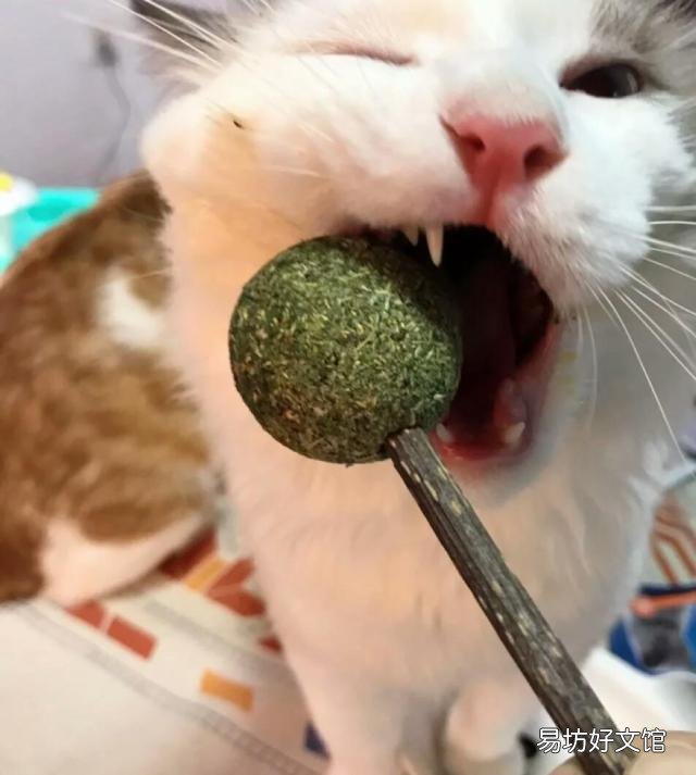 猫薄荷是什么植物(猫薄荷是什么植物图片)