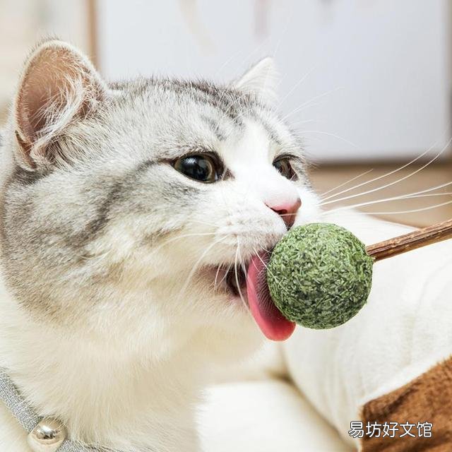 猫薄荷是什么植物(猫薄荷是什么植物图片)