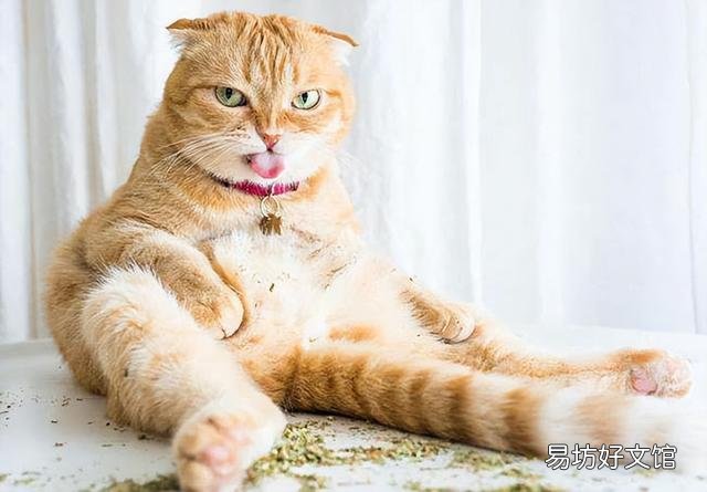猫薄荷是什么植物(猫薄荷是什么植物图片)