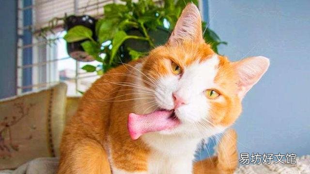 猫薄荷是什么植物(猫薄荷是什么植物图片)