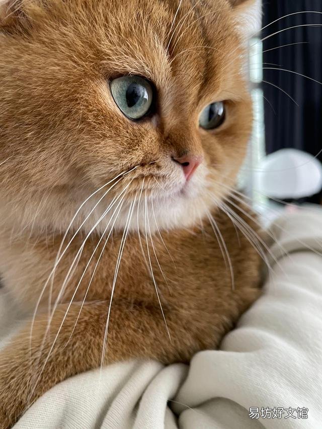 伯纳天纯的猫粮怎么样(伯纳天纯猫粮质量怎么样)