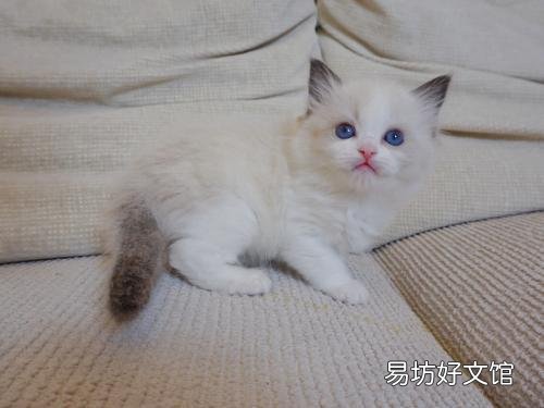 好听的布偶猫高端名字(好听的布偶猫高端名字大全)