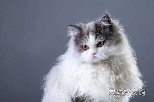好听的布偶猫高端名字(好听的布偶猫高端名字大全)