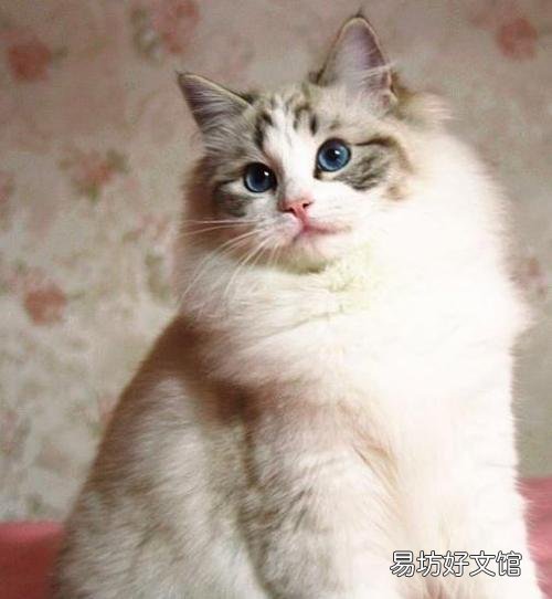 好听的布偶猫高端名字(好听的布偶猫高端名字大全)