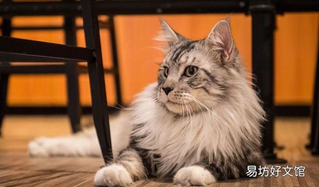 最适合家养的猫排名(最适合家养的猫排名价格)