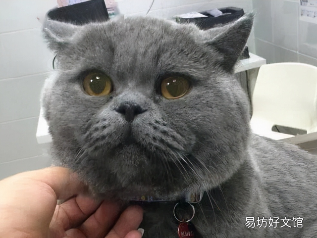最适合家养的猫排名(最适合家养的猫排名价格)