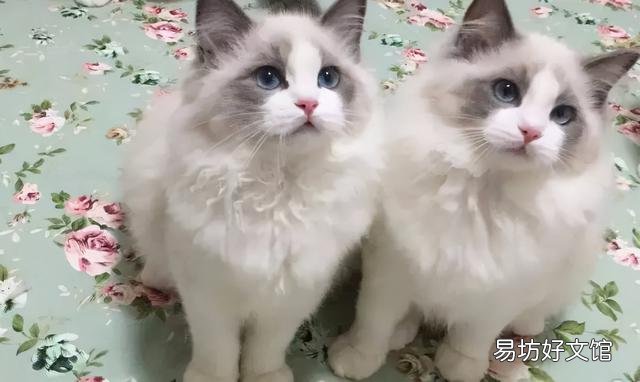 最适合家养的猫排名(最适合家养的猫排名价格)