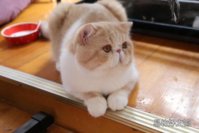 最适合家养的猫排名(最适合家养的猫排名价格)