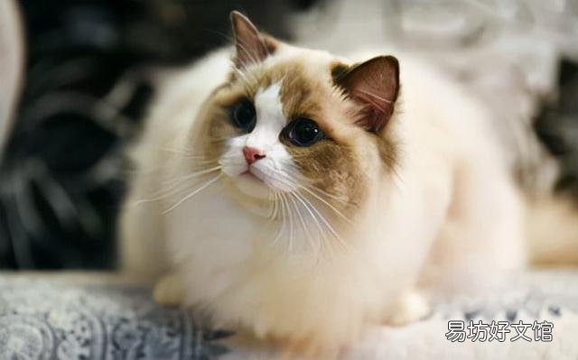 最适合家养的猫排名(最适合家养的猫排名价格)