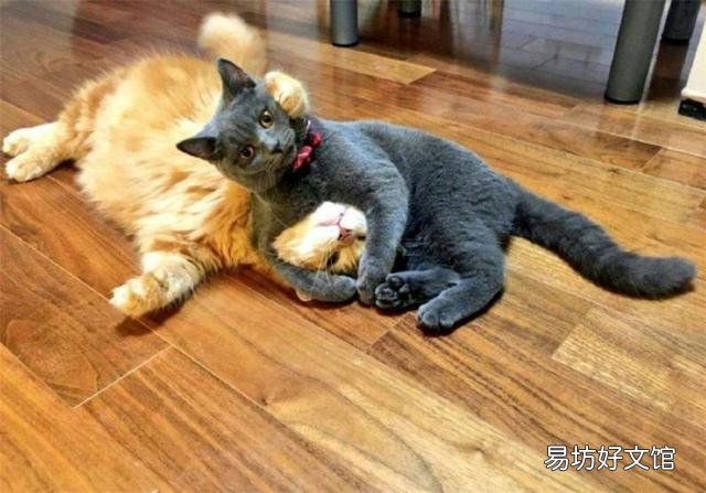 猫的孕期是多少天(猫的孕期一般是多少天)