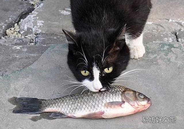 猫的孕期是多少天(猫的孕期一般是多少天)