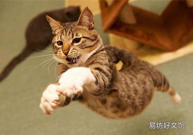 猫的孕期是多少天(猫的孕期一般是多少天)