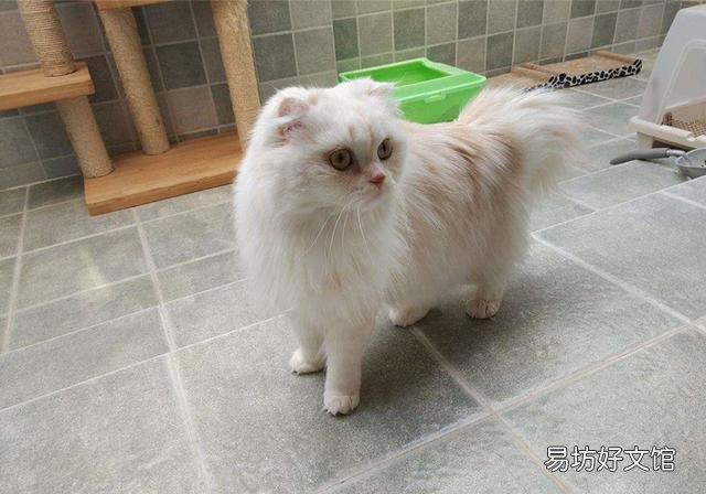 猫的孕期是多少天(猫的孕期一般是多少天)