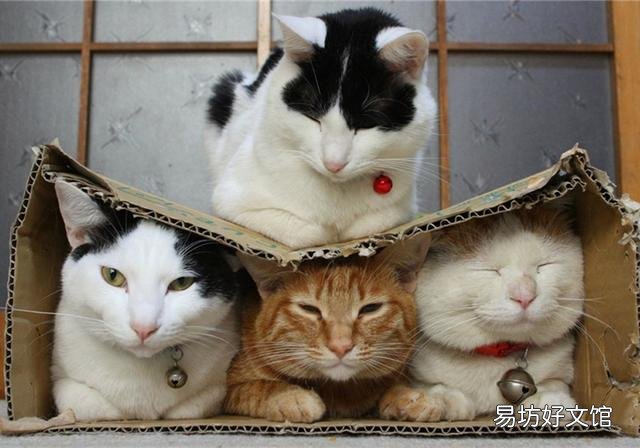 猫的孕期是多少天(猫的孕期一般是多少天)