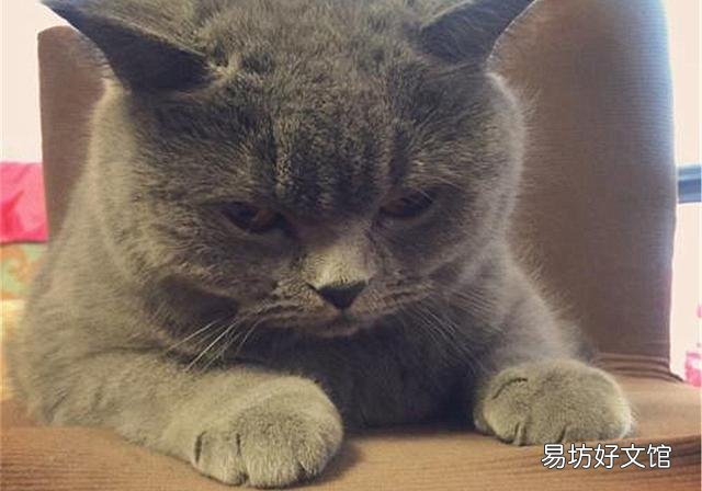 猫的孕期是多少天(猫的孕期一般是多少天)