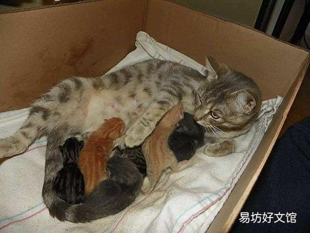 猫的孕期是多少天(猫的孕期一般是多少天)