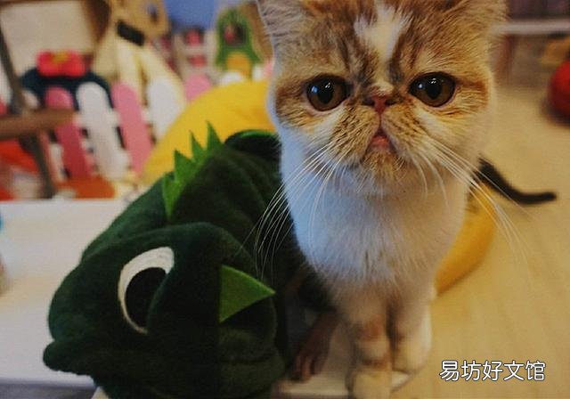 猫的孕期是多少天(猫的孕期一般是多少天)