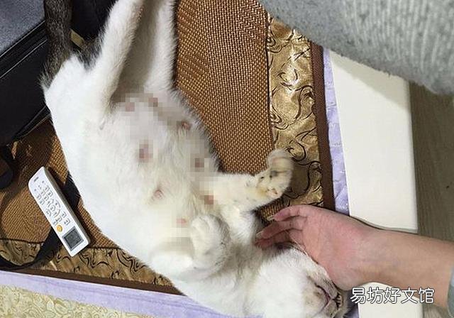 猫的孕期是多少天(猫的孕期一般是多少天)