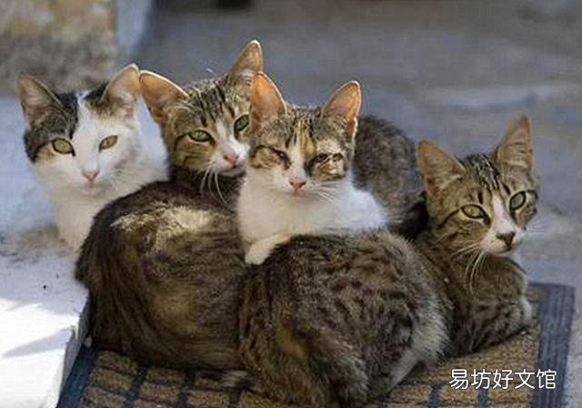 猫的孕期是多少天(猫的孕期一般是多少天)
