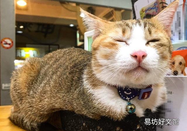 猫的孕期是多少天(猫的孕期一般是多少天)