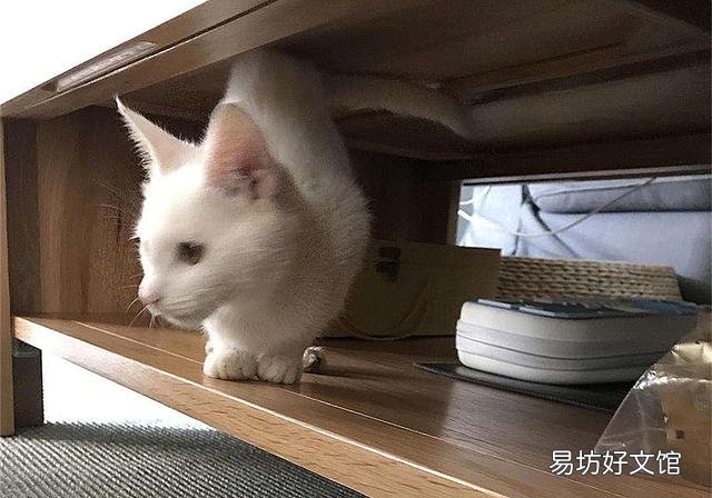 猫的孕期是多少天(猫的孕期一般是多少天)