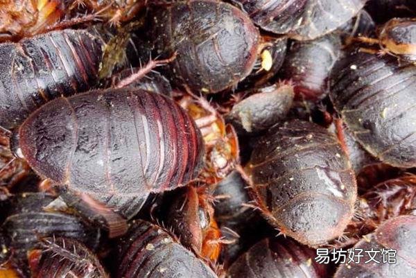 看看业内人士怎样说 养土元zuan钱是真的吗