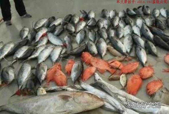 选择工具的时候需要注意什么细节 什么时候锚鱼最适合
