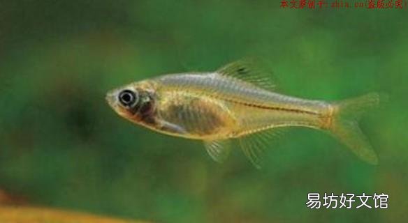 秋天锚鱼,就选这三个钓位,鱼一准的开口