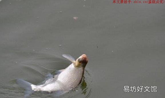 秋天锚鱼,就选这三个钓位,鱼一准的开口