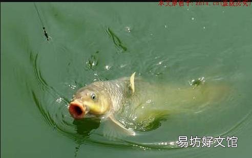 秋天是钓鲤鱼的黄金期，把握好这几个细节，让你满载而归